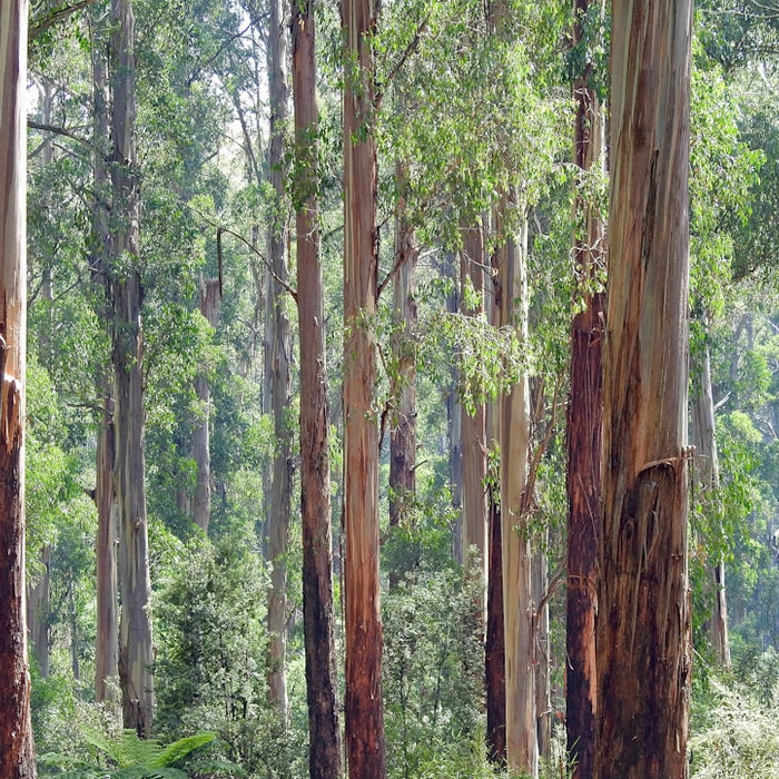 Native Australian forest — Greenfleet partnership