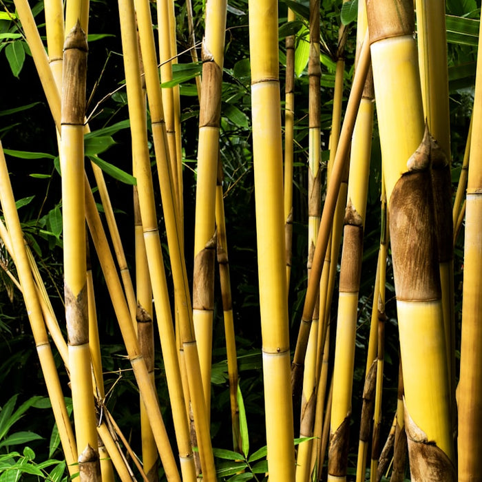 yellow bamboo grasses