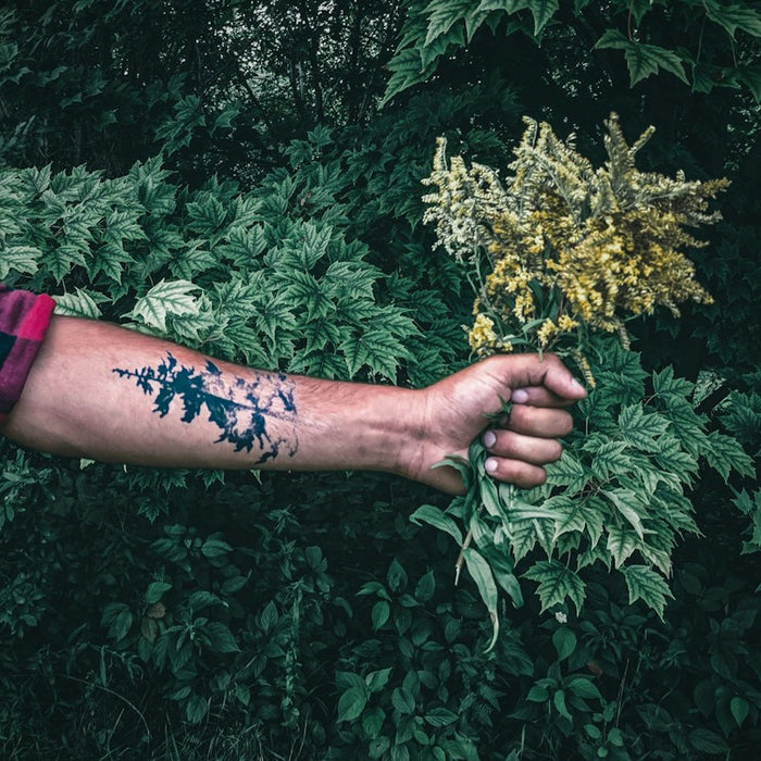 person holding yellow flower during daytime