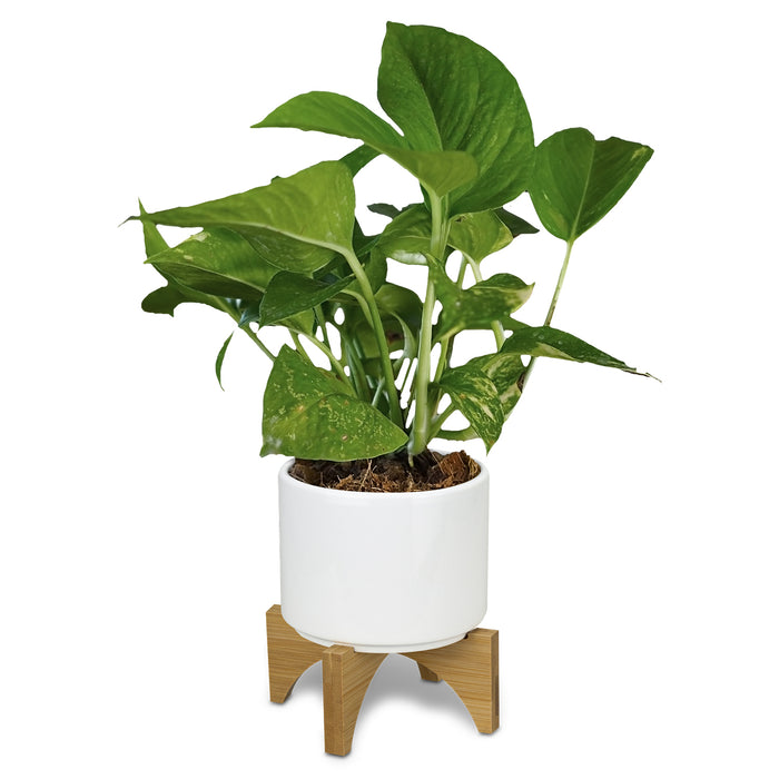 Planter with Bamboo Base - Custom Promotional Product